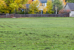 Aeration & Overseeding