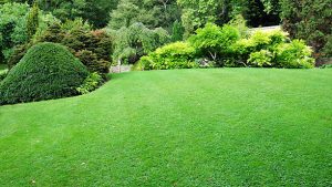 Lawn Treatments Fairfax VA